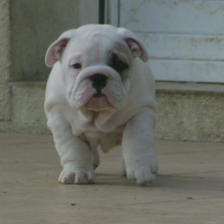 chiots bulldog anglais